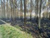 Pożar lasu w miejscowości Oględa